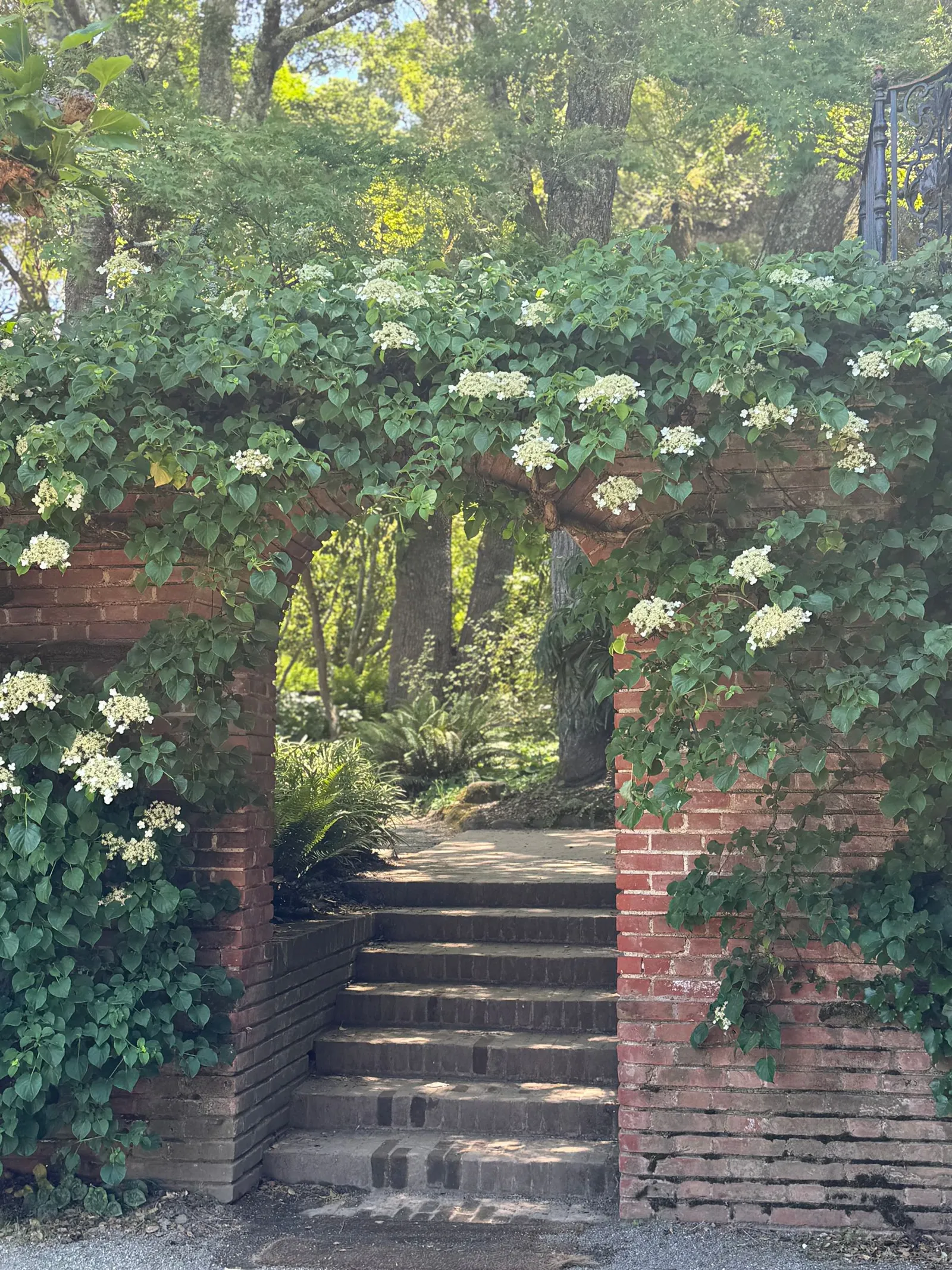 Arche de jardin en brique couverte de vigne et de fleurs blanches
