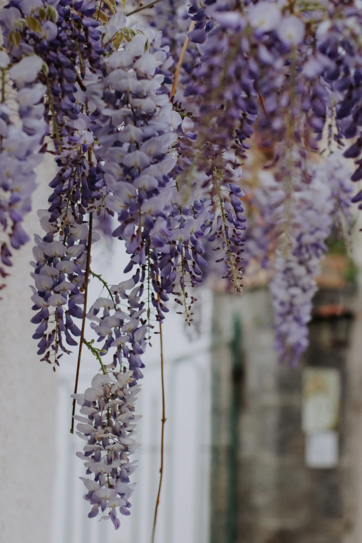 Grappes de glycine retombantes